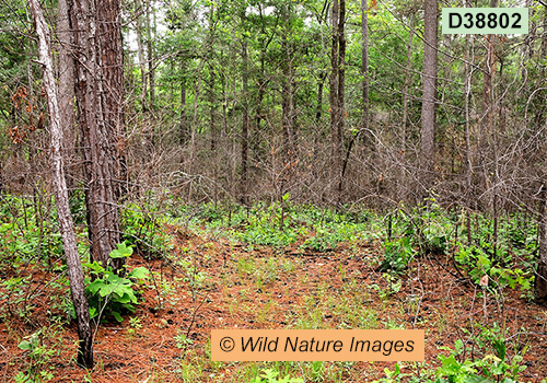 Southeastern Mixed Forests ecoregion (USA)